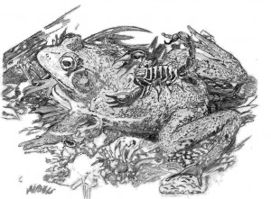 The Frog and The Scorpion