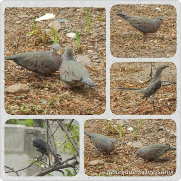 Bird Watching, Jamaican Birds