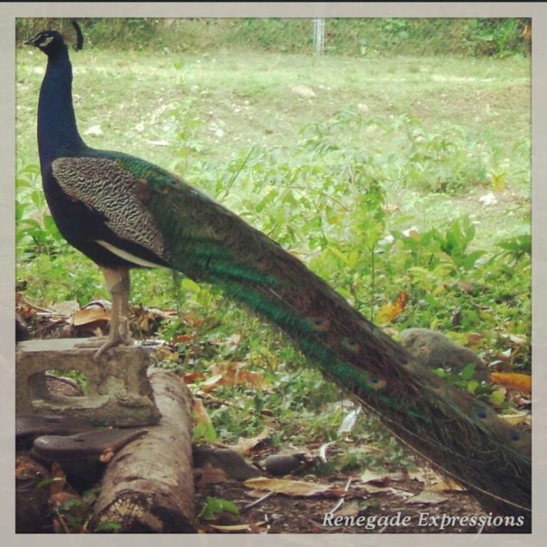 Bird Watching, Jamaican Birds