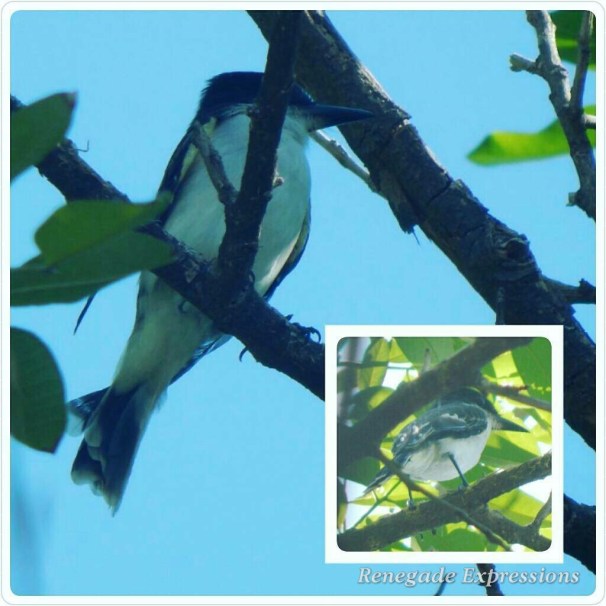 Bird Watching, Jamaican Birds