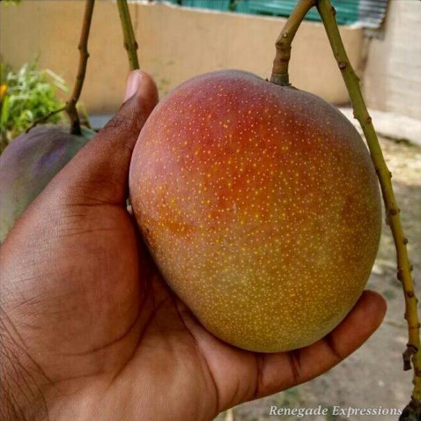 Mango Time, Jamaican Mango