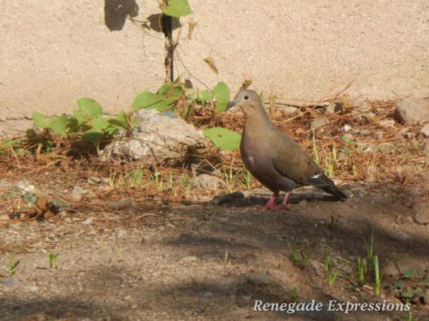Bird Watching, Jamaican Birds