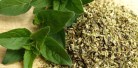 Oregano