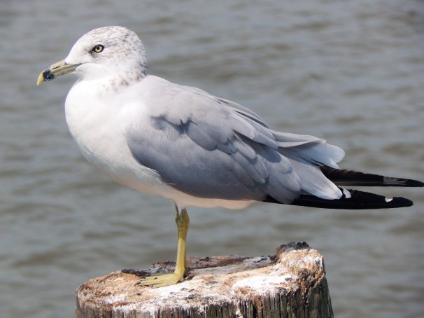 Seagull 