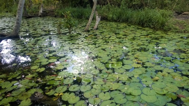 Water Lilies