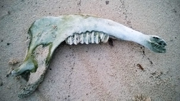 Unknown Animal Skeleton