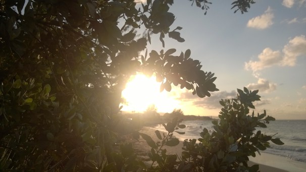 Sunset Through Leaves