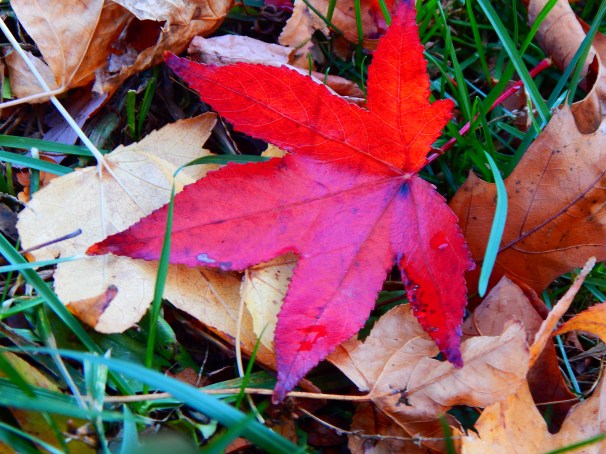 Fallen Leaf, Fall, Autumn, Leaves,