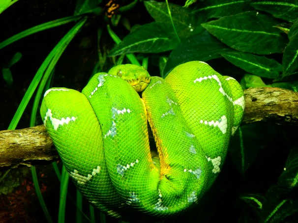 Emerald Tree Boa
