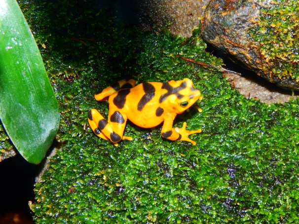Panamanian Golden Frog