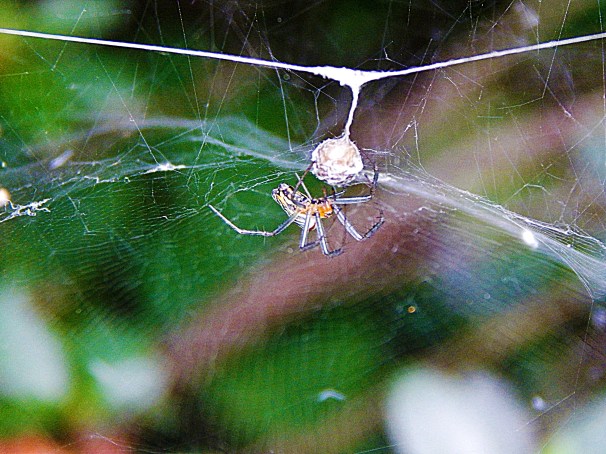 Spider and Nest