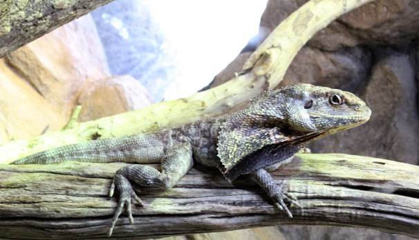 Frilled Lizard