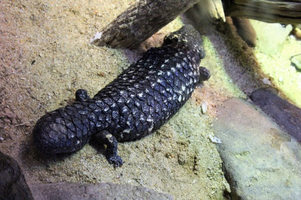 Shingleback Skink, Tiliqua Rugosa, Lizards,