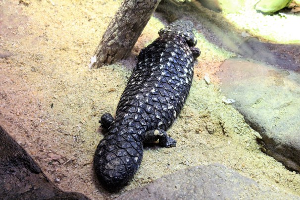Tiliqua Rugosa, Lizards, Shingleback Skink,