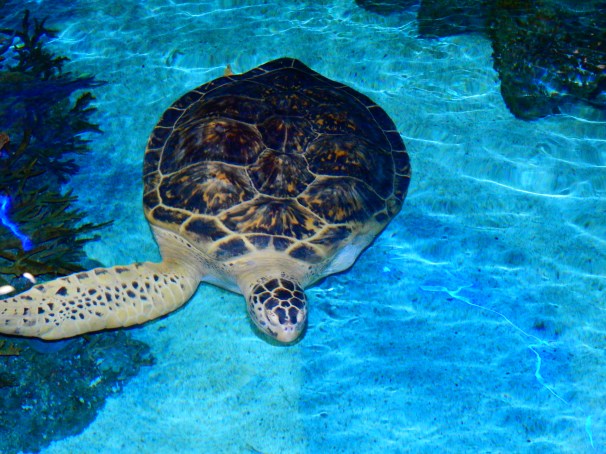 Calypso - Green Sea Turtle