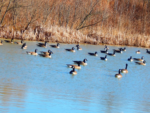 Geese in a pond