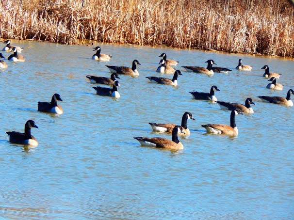 Geese in a pond