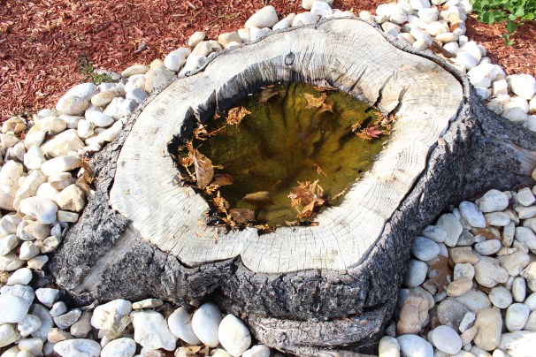 Tree Stump