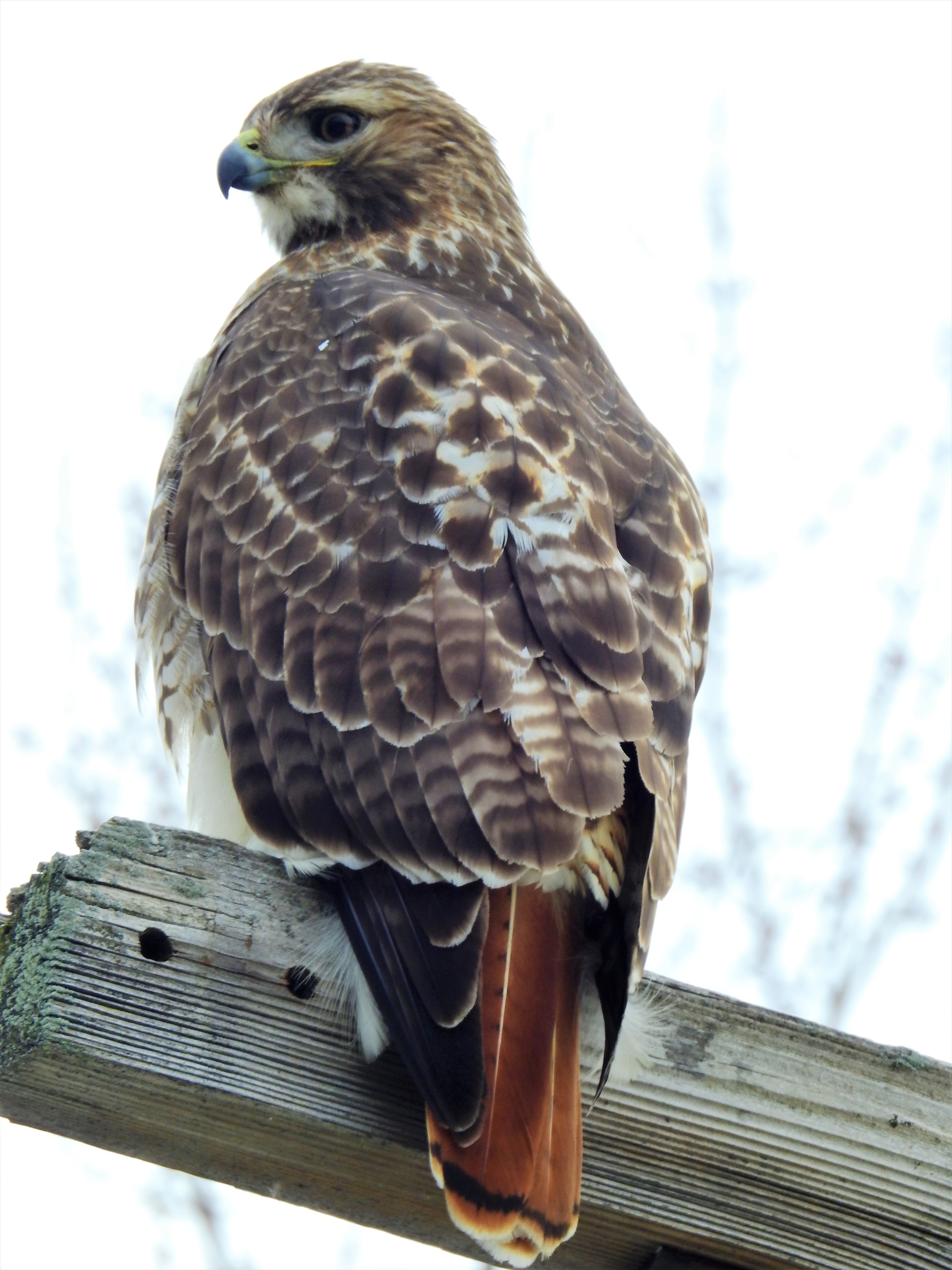 Hawk Expression Red-tailed Hawk – Renegade Expressions