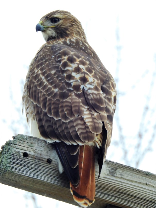 Red-tailed Hawk
