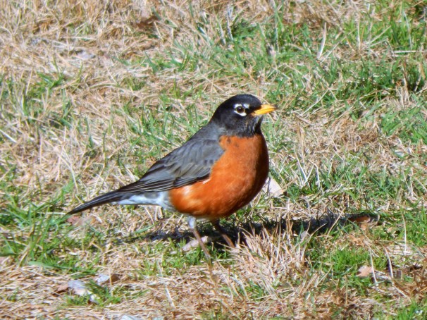 American Robin