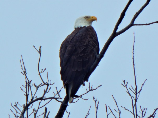 Bald Eagle