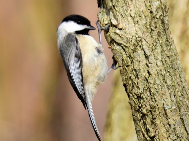 Carolina Chickadee