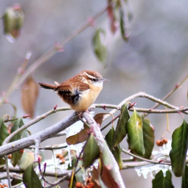 Carolina Wren