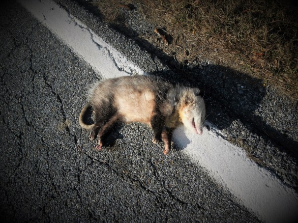 dead-opossum