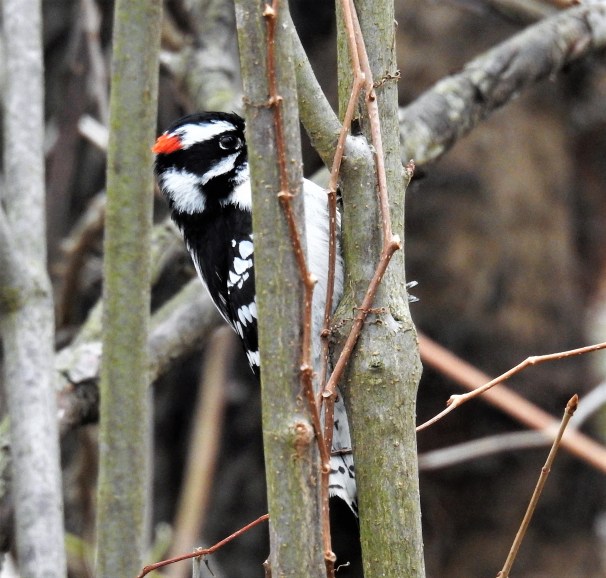 Downy Woodpecker