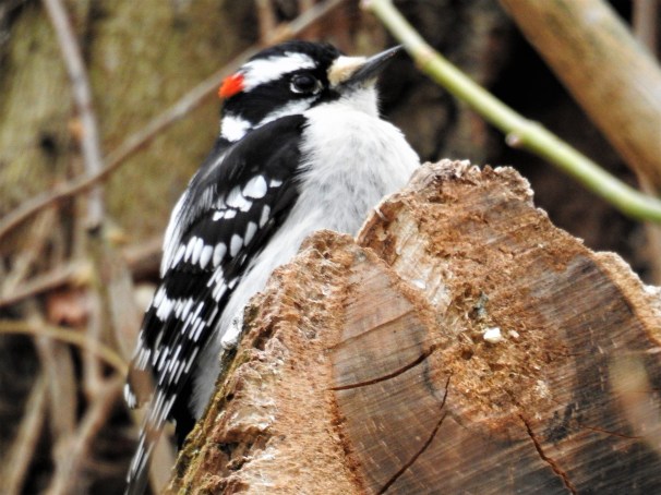 Downy Woodpecker