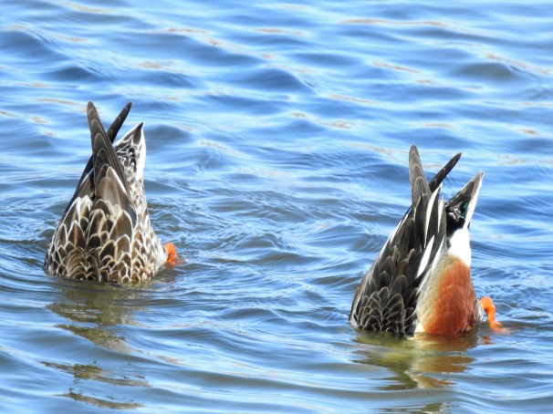 A pair of Northern Shovelers diving for food.