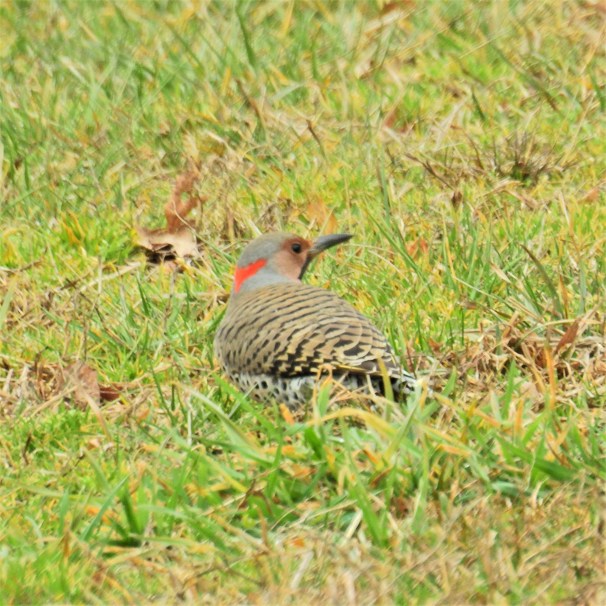 Northern Flicker - Yellow Shafted (Male)