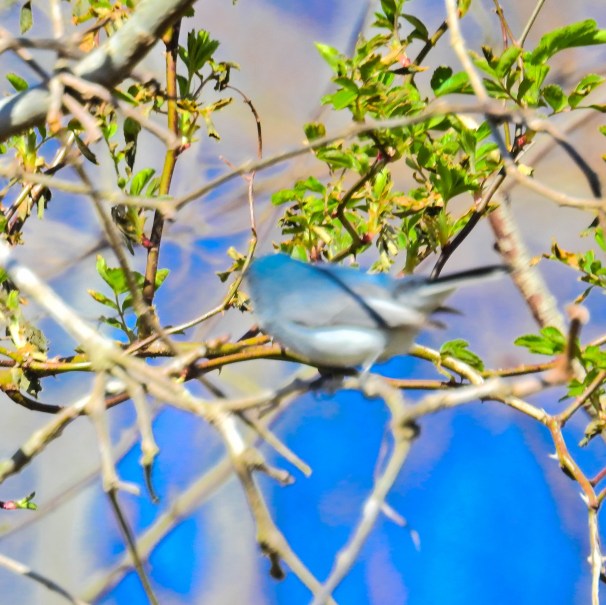 Mountain Bluebird