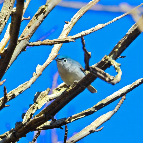 Mountain Bluebird