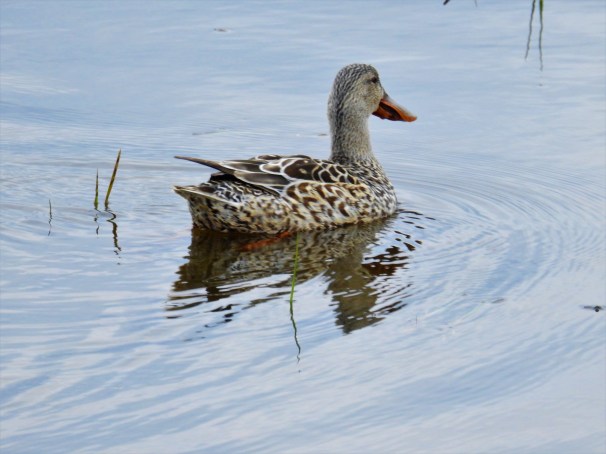 Northern Shoveler (Female)