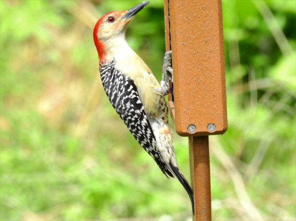 Red-bellied Woodpecker