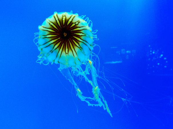 Atlantic Sea Nettle