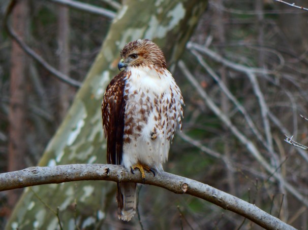 Red-tailed Hawk