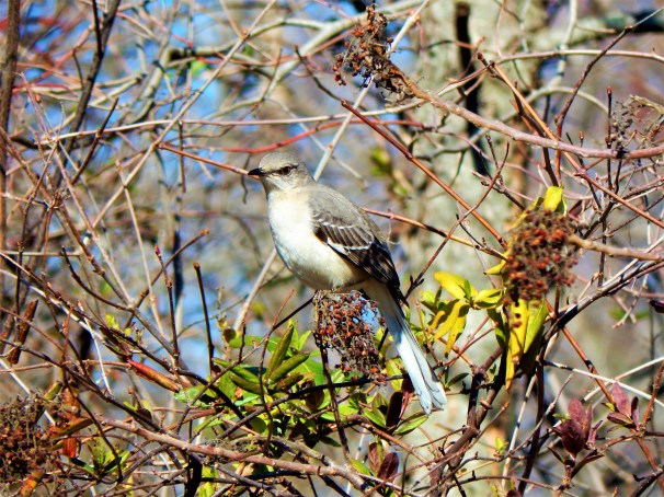 Northern Mockingbird