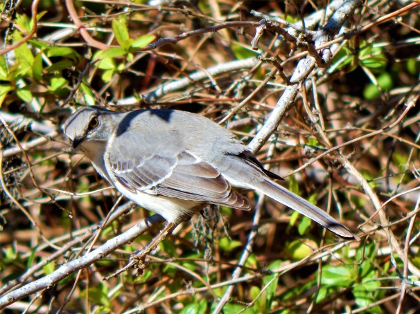 Northern Mockingbird