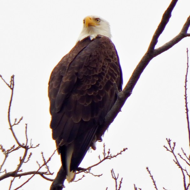 Bald Eagle