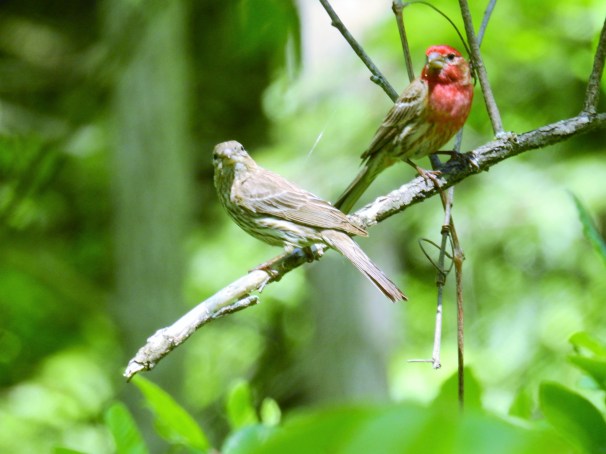 A pair of House Finches