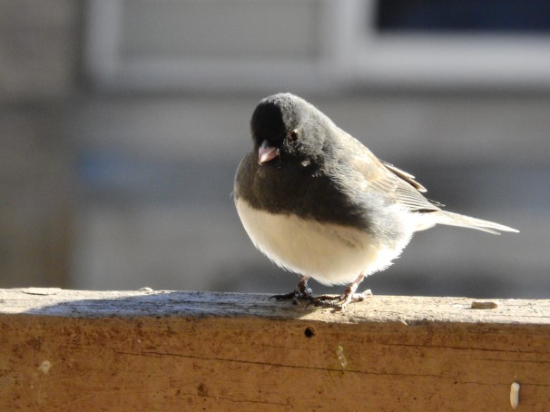 Dark-eyed Junco