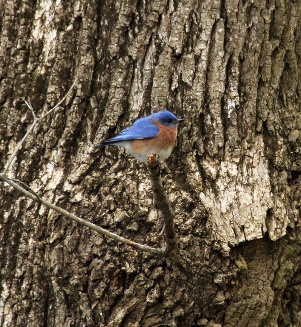 Eastern Bluebird