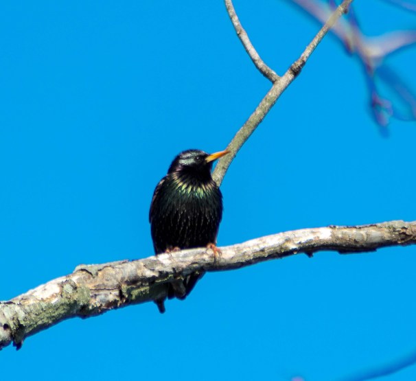 European Starling (Breeding Adult)