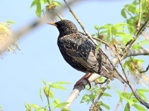 European Starling