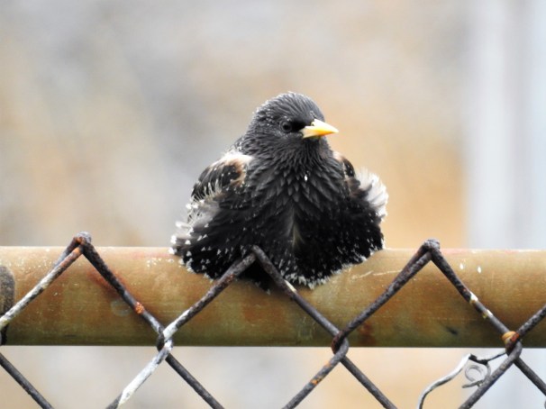 European Starling