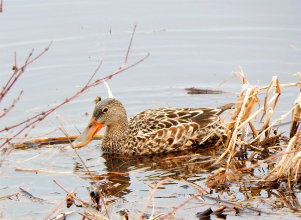 Female Northern Shoveler