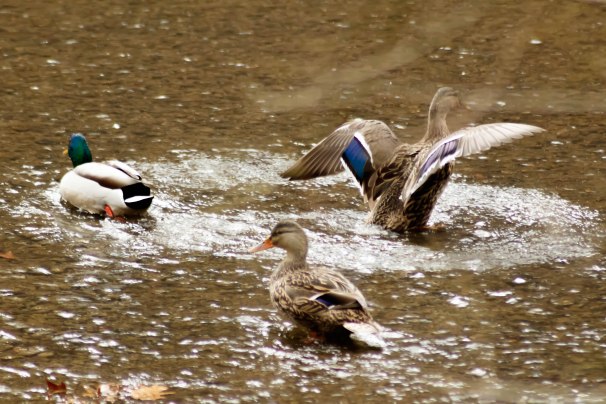 Mallards
